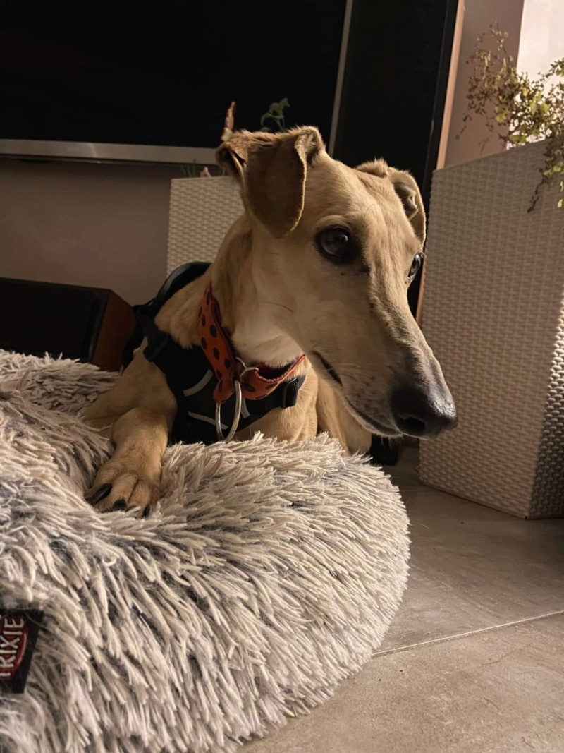 Sofia galga à l'adoption Adoptée Campaz10