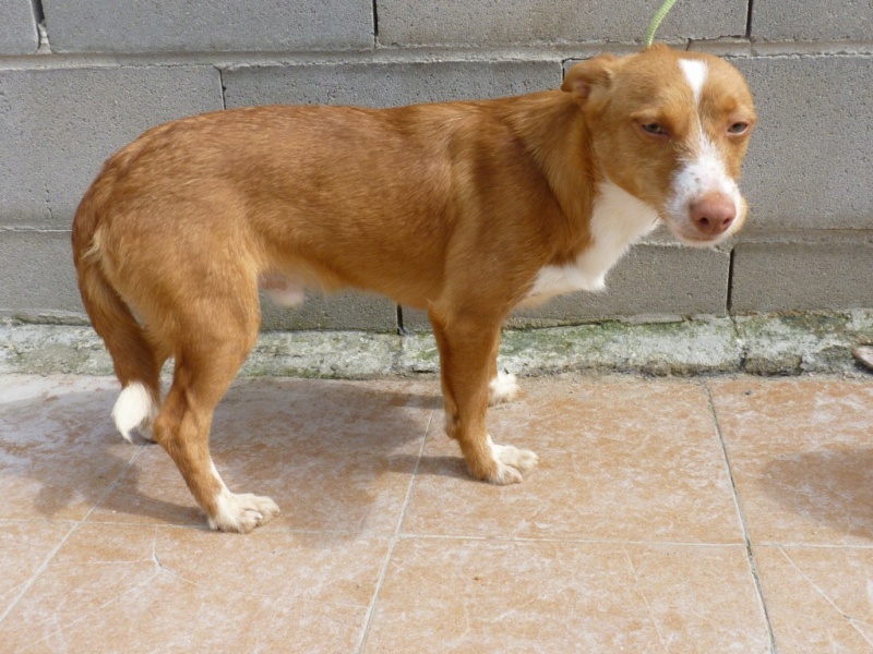Carlo petit podenco maneto de 10 kg Adopté Carla_10