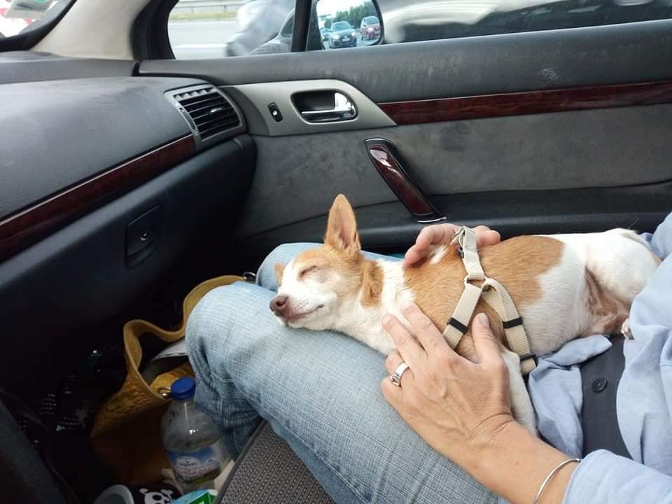 Chihuahua borgne ,adorable et attachant à l'adoption Scooby France reservé   Chichi10