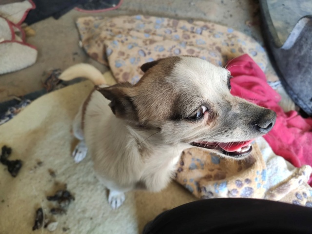 Chihuahua de 2016 à l'adoption reservé  Chihua10