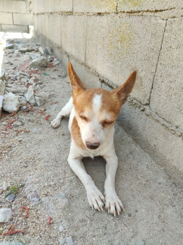 Chihuahua borgne ,adorable et attachant à l'adoption Scooby France reservé Chihua12