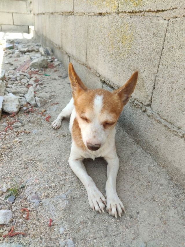 Chihuahua borgne ,adorable et attachant à l'adoption Scooby France reservé   Chihua12