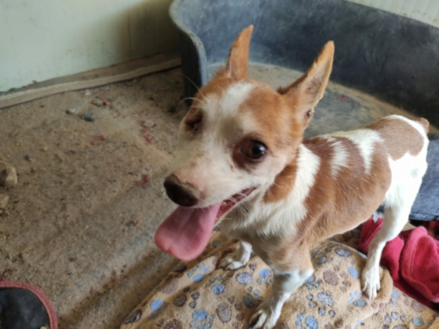 Chihuahua borgne ,adorable et attachant à l'adoption Scooby France reservé Chiuhu10