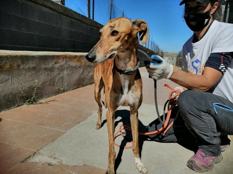 Galga de DE CIUDAD RODRIGO Ciuta10