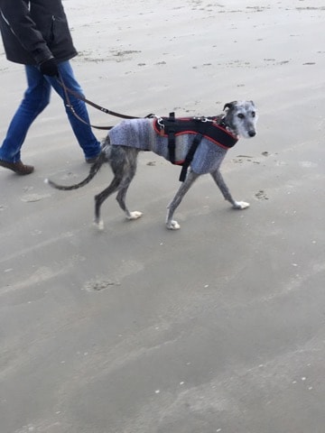 Dounia galga barbuda Adoptée Dounia13