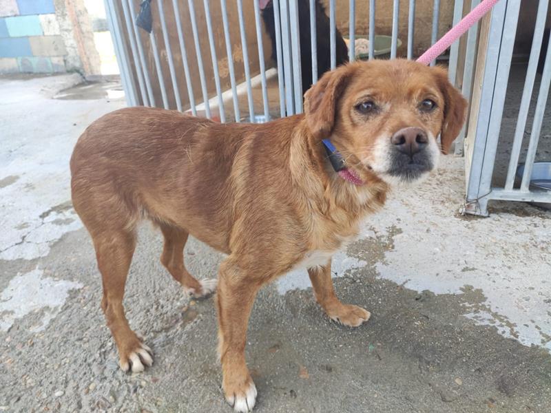Délicia petite croisée Adoptée Dzolic10