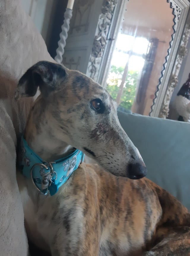 une belle galga de 8 ans Nuala  à l'adoption réservée  Elsa_a10