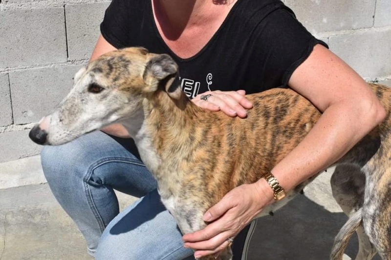 une belle galga de 8 ans Nuala  à l'adoption réservée  Elsa_g11