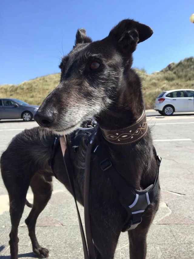 BEAU GALGO NOIR BARBUDO Chopin "Floh" à l'adoption Scooby France reservé Floh10