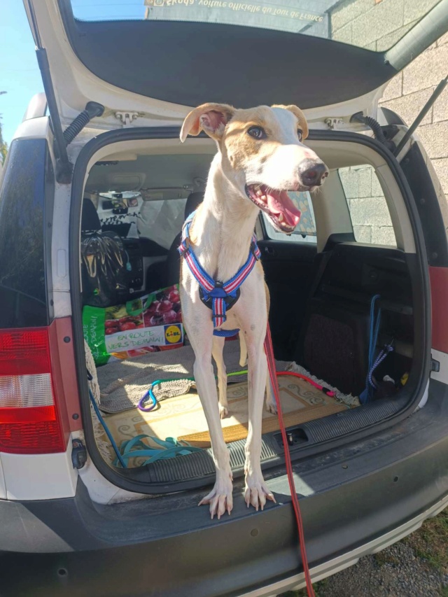 Igor retrouvé en France sans identification Galgo_19