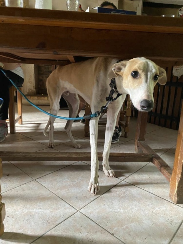 Igor retrouvé en France sans identification  Galgo_22