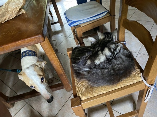 Igor retrouvé en France sans identification Galgo_23