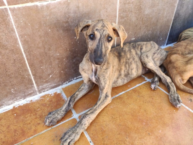 Galguito bringé à l'adoption Scooby France réservé Galgui12