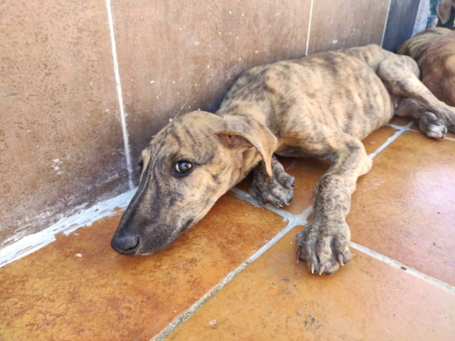 Galguito bringé à l'adoption Scooby France réservé Galgui13