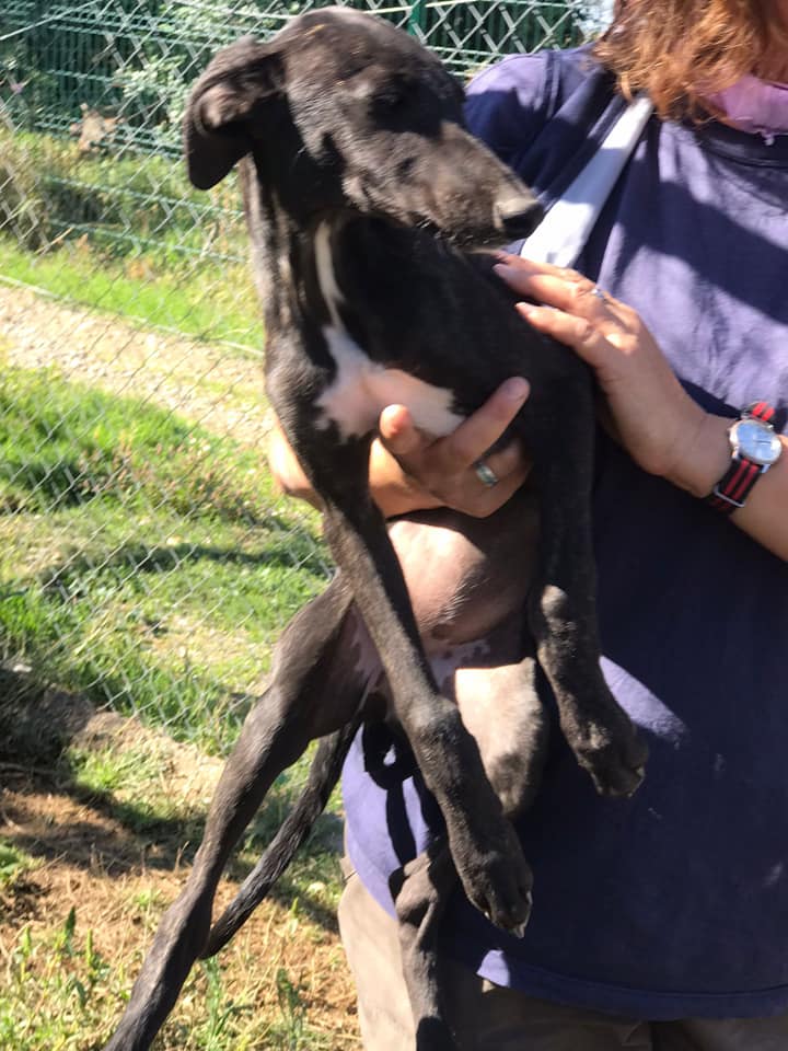 Chiots galgos à l'adoption 1 male réservé et 1  femelle Scooby France  Galgui14