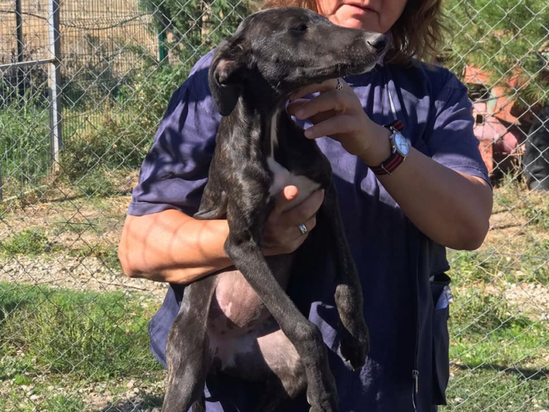 Chiots galgos à l'adoption 1 male réservé et 1  femelle Scooby France  Galgui15