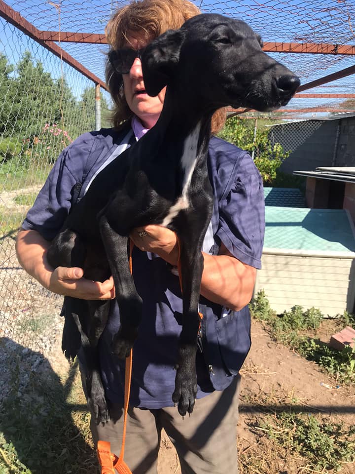 Chiots galgos à l'adoption 1 male réservé et 1  femelle Scooby France  Galgui16