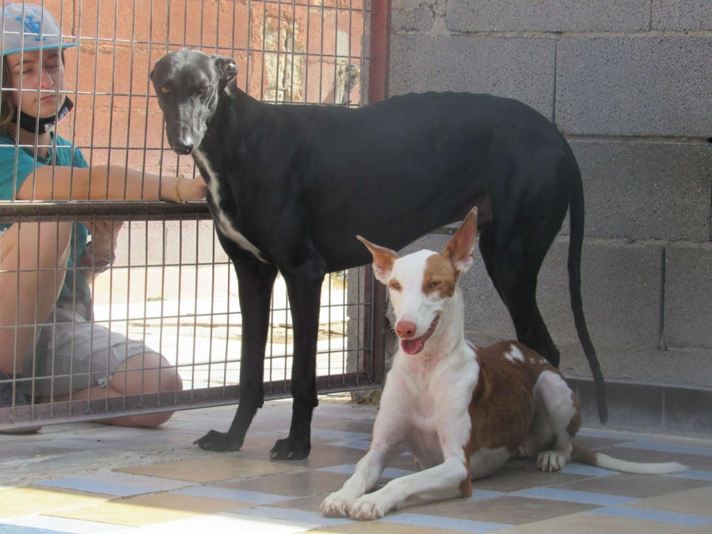 Gina podenca à l'adoption Scooby France Adoptée Gina_111