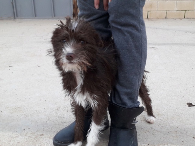 Guinda une petite croisée pod à croquer à l'doption Scooby France Adoptée Guinda11