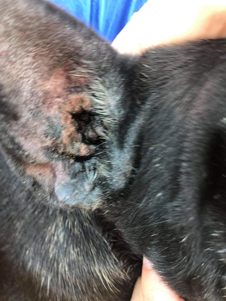 Pauvre Jaslo ,nous avons besoin de vous ! Adopté Jaslo10