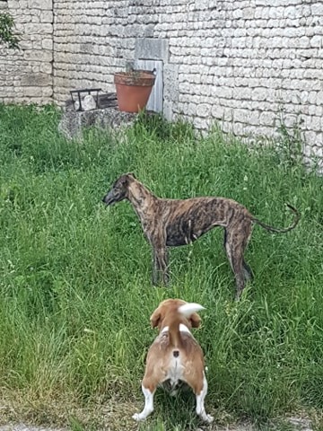 Jewel petite galga taille whippet 10 ou 11 mois reservée  Jewel_11