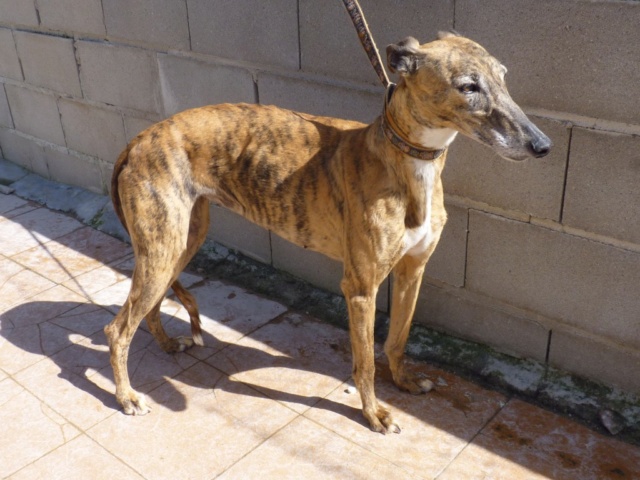 Lana tres douce galga à l'adoption Adoptée Lana_s11