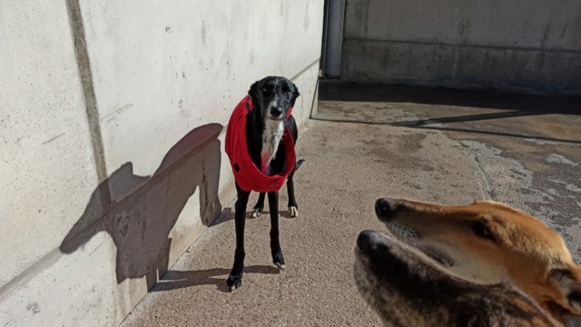 Lester gentil galgo noir à l'adoption Scooby France Adopté Lester10