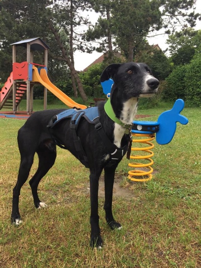 Lester gentil galgo noir à l'adoption Scooby France Adopté Lester13