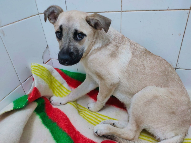 Lila petite croisée carlin de 9 mois Adoptée Lila_c10