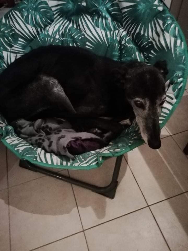 Romy 13 ans à l'adoption Adoptée Loli_210