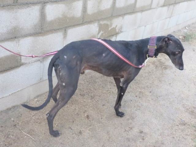 Luigi un beau galgo noir attaqué au refuge Adopté Luigi_10