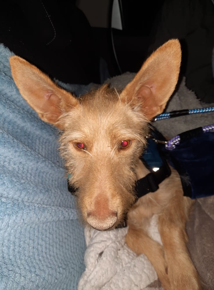 Lulu aux grandes oreilles ,podenca de 1 an à l'adoption Scooby France Adoptée  Lulu_a10