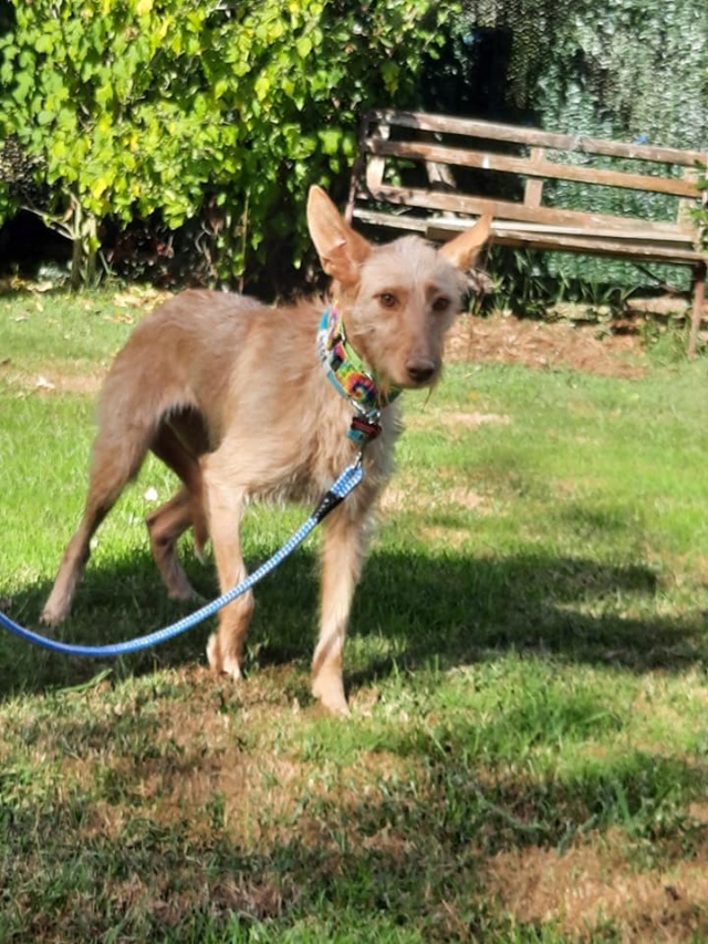 Lulu aux grandes oreilles ,podenca de 1 an à l'adoption Scooby France Adoptée  Lulu_a12