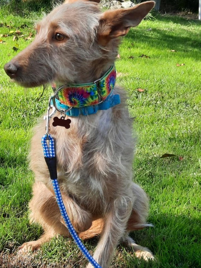 Lulu aux grandes oreilles ,podenca de 1 an à l'adoption Scooby France Adoptée  Lulu_a13