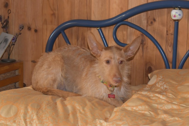 Lulu aux grandes oreilles ,podenca de 1 an à l'adoption Scooby France Adoptée  Lulu_c10