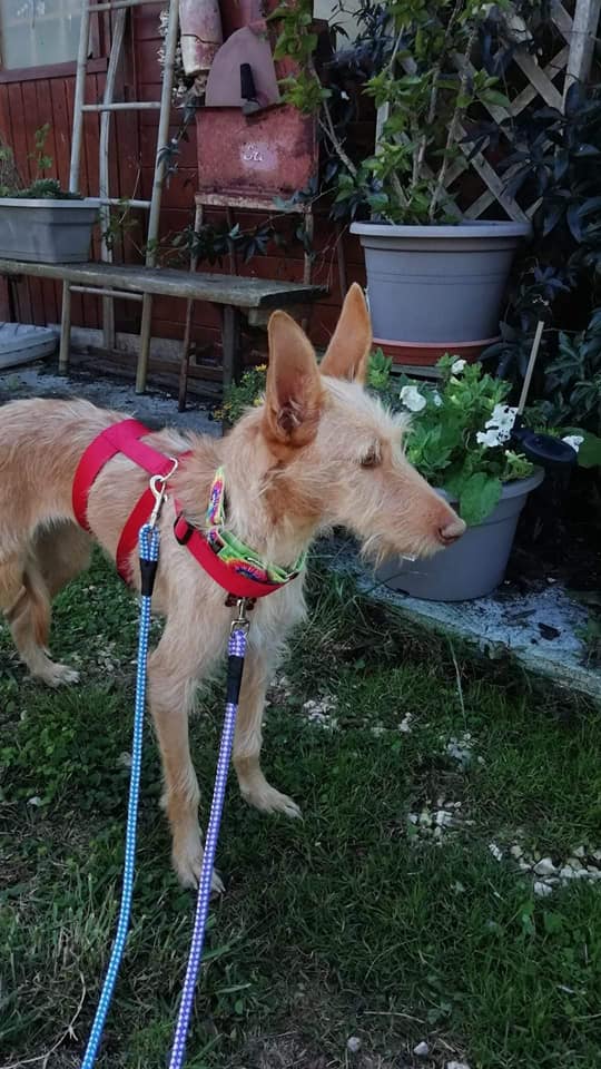 Lulu aux grandes oreilles ,podenca de 1 an à l'adoption Scooby France Adoptée  Lulu_j10
