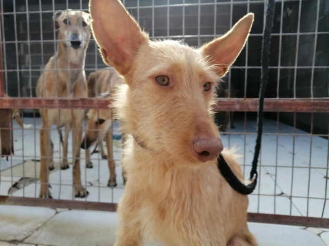 Lulu aux grandes oreilles ,podenca de 1 an à l'adoption Scooby France Adoptée  Lulu_p10