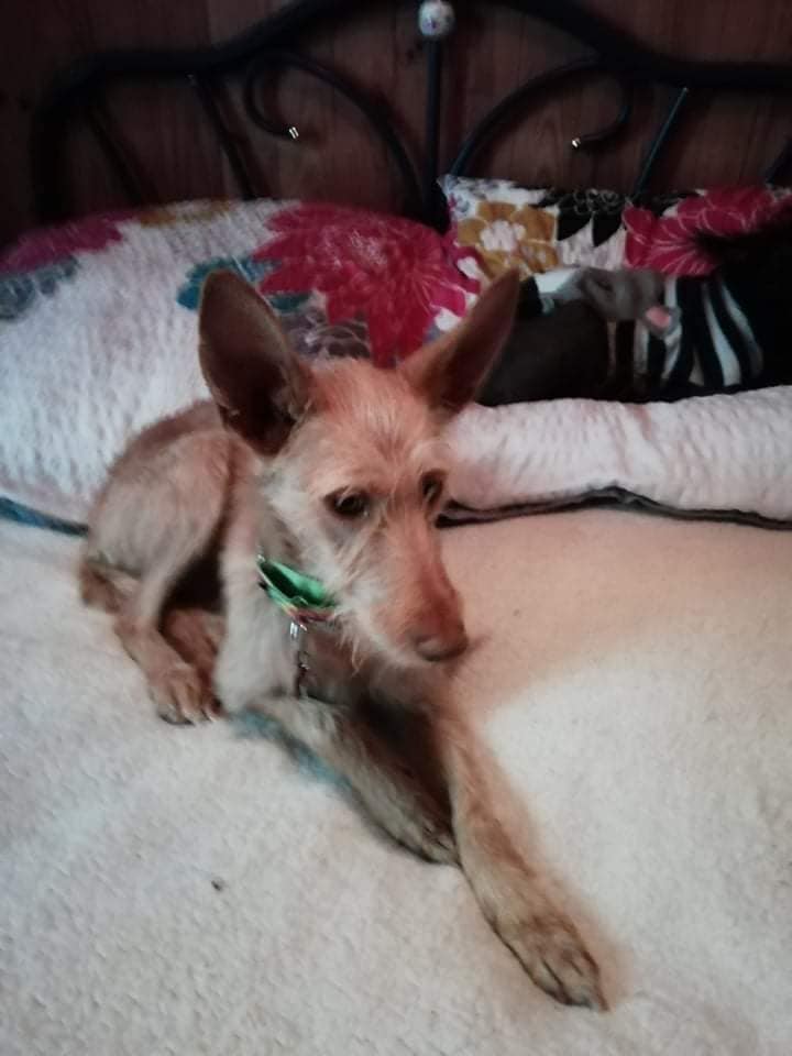 Lulu aux grandes oreilles ,podenca de 1 an à l'adoption Scooby France Adoptée  Lulu_p12