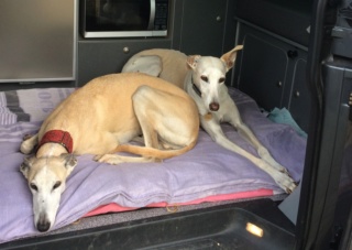 Toli galgo calme et affectueux Scooby France ,Adopté Marlen11