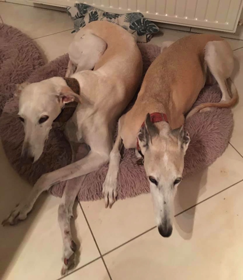 Marlena, galga blanche, 4 ans Scooby France Adoptée Marlen13
