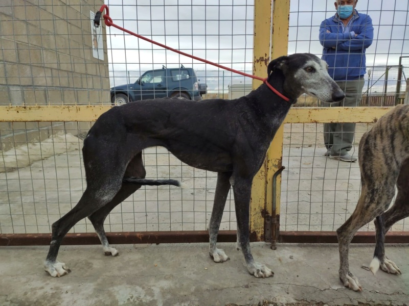 Mercedes galga noire et blanche,ok chats  à l'adoption Scooby France  Merced12