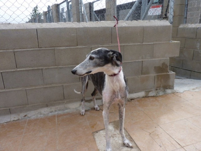 Molinera galga née en 2010 Adoptée  Moline12