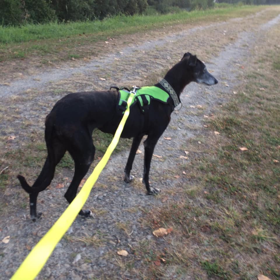 Mora petite galga noire de 9 ans à l'adoption ,en accueil dans le 33Adoptée Mora_210