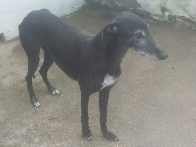 Mori galga à l'adoption Scooby FRANCE douce et sociable reservée Morie_11