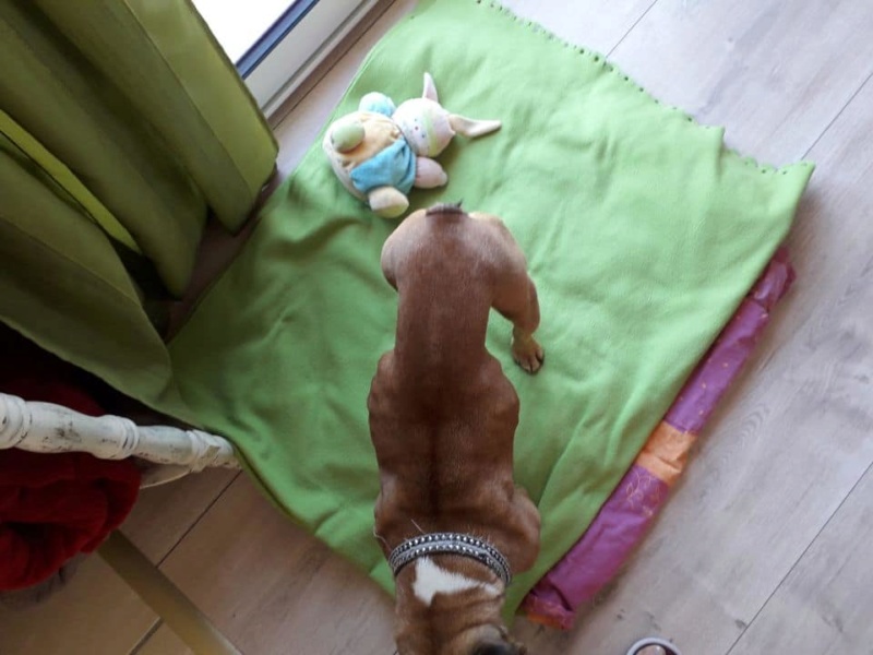 Elle s'appelle Nana ,petite "bouledogue Français" à l'adoption Nana_210
