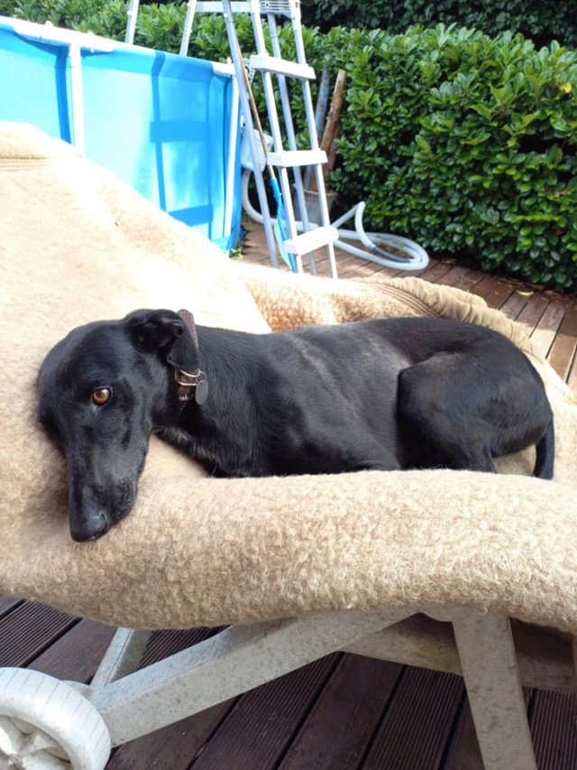Négrito galgo de 1 an à l'adoption reservé Nzogri11