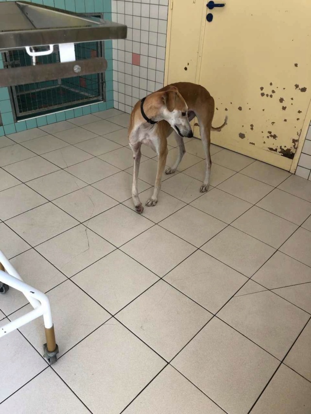 Orion 'Filippo 'chien errant en France avec une patte brisée  Orion_11
