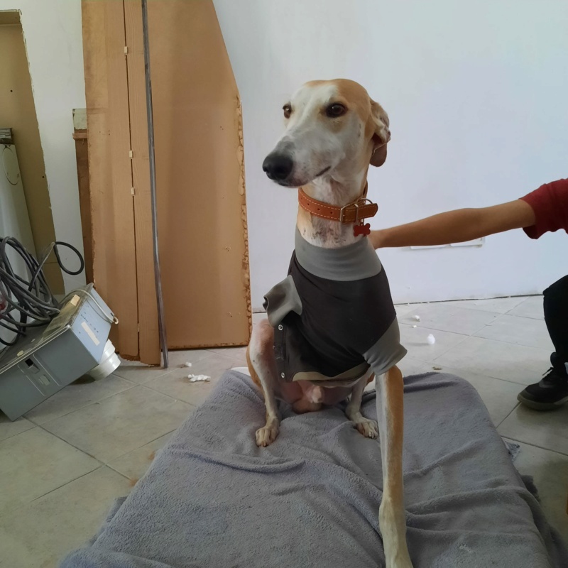 Orion 'Filippo 'chien errant en France avec une patte brisée Adopté  Orion_18