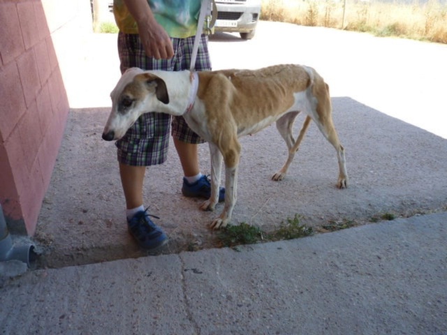 Padi galga à l'adoption née en 2013 Padi_210