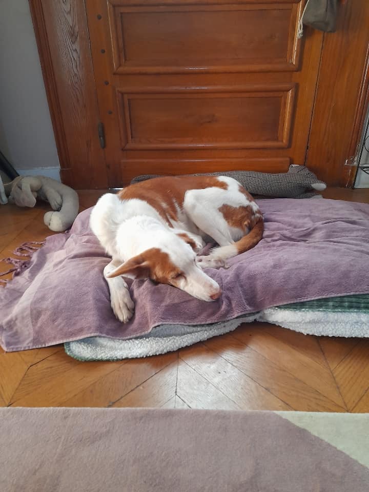 Perla podenca à l'adoption de 13 ans Perla_10
